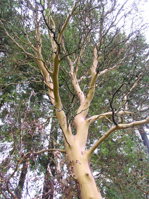 11.06.05 Wildwood Trail 021 